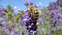 Honigbiene auf Lavendel